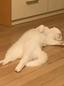 雪茄的原创