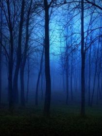 夜间森林