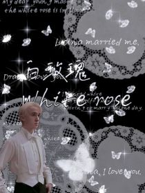 白玫瑰Whiterose