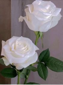 张继科：白玫瑰