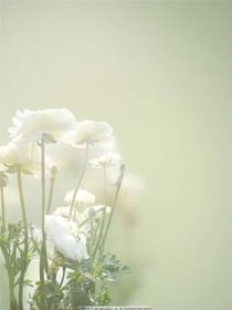 掌中白玫