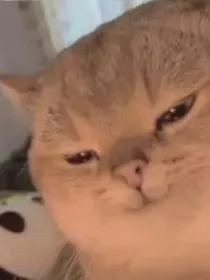 霸总的人生