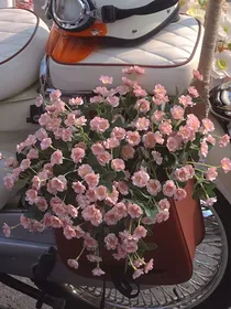 我不知该如何去爱他