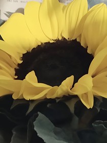 朝衍
