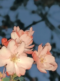 长舌