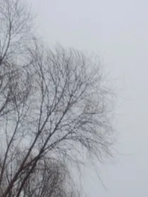 被击落的雄鹰