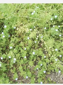 白日无我