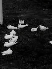 曙—末日—光