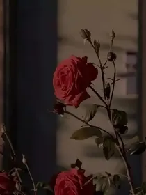 纠缠不止