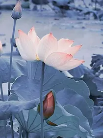 动物世界01