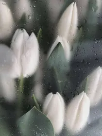 闵玧其：训猫日记