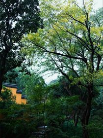 浴火从生