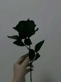 拉文克劳的黑玫瑰