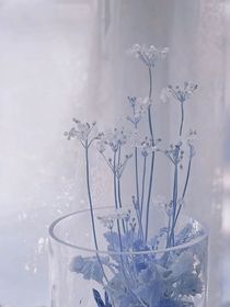 无花空折枝
