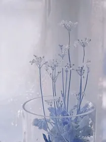 无花空折枝