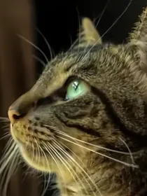 猫武士自编小说：褐岩的恩仇