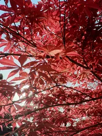 楚可心自叙（二哈）