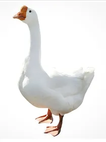 群秀：鹅生蛋