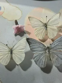 可爱逗比
