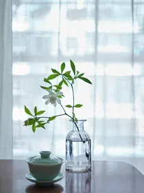 穿越吃打死绿茶开始
