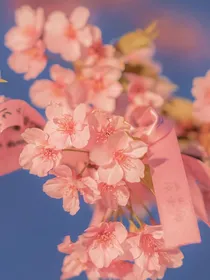 山茶玫