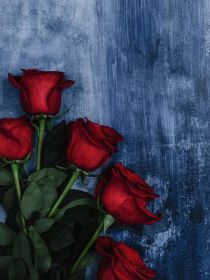 TF三代：爱与玫瑰