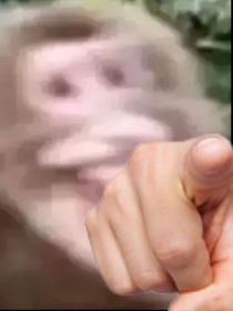 大猴的地球生活