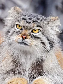 阴阳猫的对立面