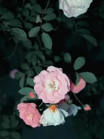 先婚后爱之暴躁小娇妻