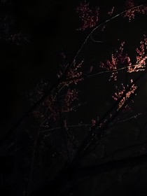 互相为光