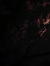 互相为光