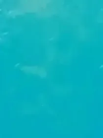 新葫之仅此间