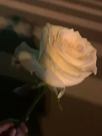 穿书后我成了修仙界的白月光