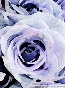 各个花朵简介