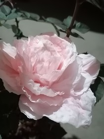 公子别回头-d739