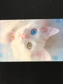 猫武士之九部曲自编