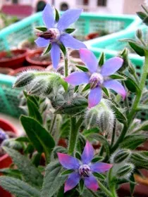 小花仙：琉璃苣花的约定