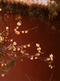 宫锁意