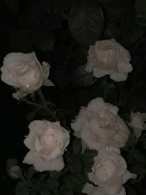 夜浸玫瑰