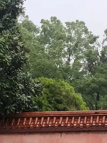 唯一的寒梅