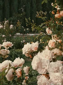 繁花愿