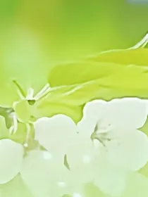 玲珑浅夏……清漪