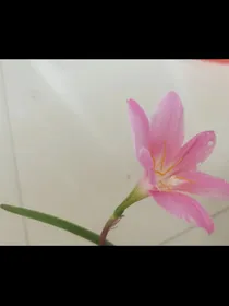 小花仙之粉色百合花精灵王林安然的泪水