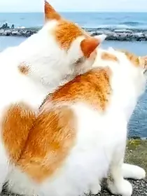 猫武士——伴你入眠，我的爱