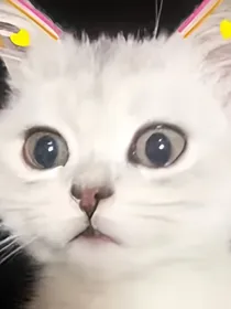 百分百的偏爱