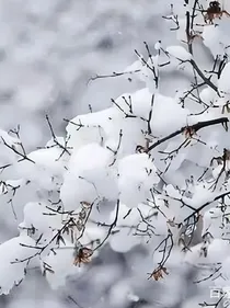 雪落时节