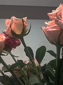 她随风来