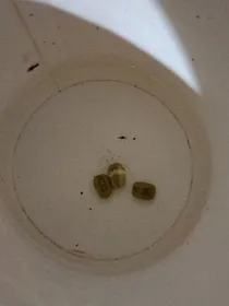 星星的祈祷