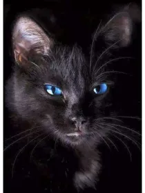 猫武士战族传奇—荣耀之道2