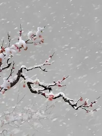梅茶